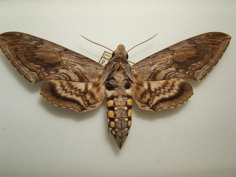 Hornworm moth